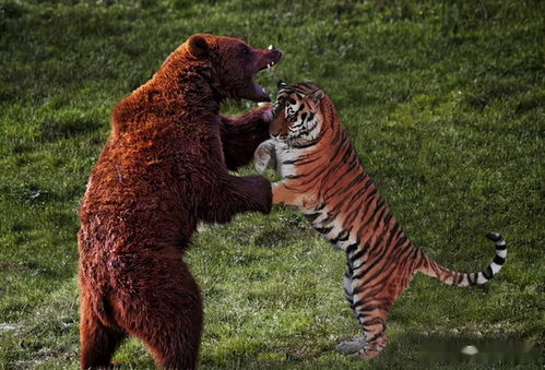 4场东北虎与棕熊对抗,棕熊3死1伤1逃,专业捕熊杀手虎王戴尔
