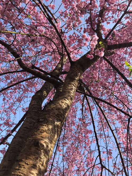 日本关于樱花的诗句
