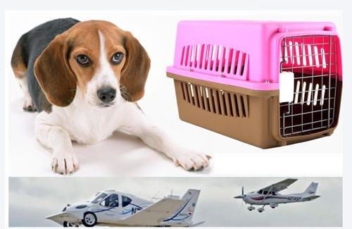 宠物托运 宠物空运 宠物运输 顺丰快递能托运宠物吗
