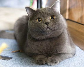 我想饲养一只猫咪，不知道到底该选择金吉拉还是英国短毛猫？