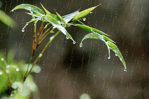 关于四季雨的诗句