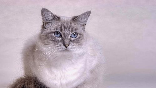 猫中贵族, 可爱布拉多尔猫的简单科普及形态特征