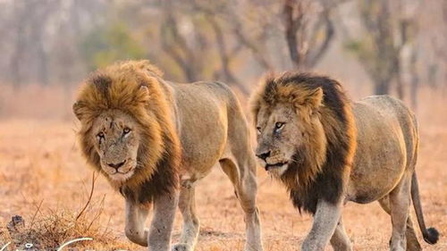 如果狮王被自己的儿子打败,那么狮群里的母狮会被如何对待