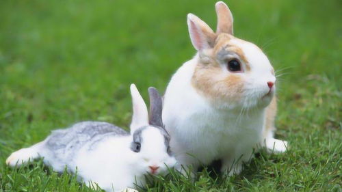 兔子真不能喝水吗 为什么一喝水就会拉稀而亡,养兔专家告诉你 