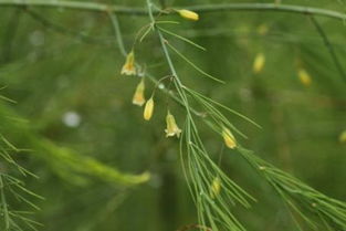 天门冬科的植物有哪些,天门冬的植物学特征有哪些？