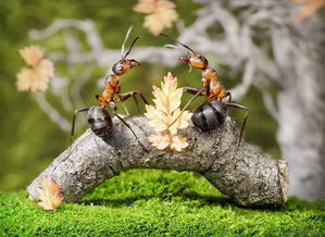 像蚂蚁一样工作，像蝴蝶一样生活