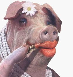 一头妖娆的猪搞笑图片图片