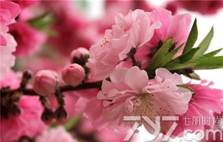 桃花的花语是什么 代表陷入爱情的俘虏 