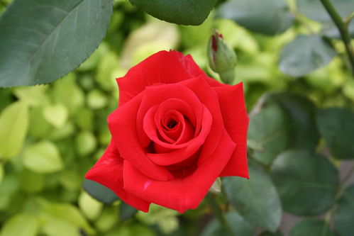 33朵红玫瑰花语表白 33朵红玫瑰浪漫语句