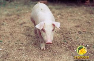 猪场粪污有出路了 国家开始试点农业废弃物资源化利用