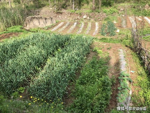 芒种将至,老人说 芒种要 吃2样做3事 ,寓意暑后人顺财源进