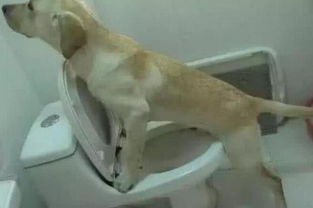 狗狗尿在地上被主人训斥,第二天偷偷跑进厕所,主人跟踪差点笑喷