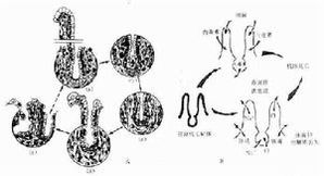 内照射(内照射指放射性物质呼吸道吸入消化道息肉)