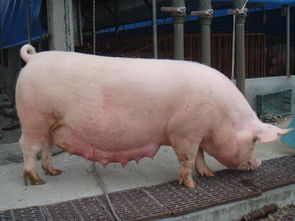 母猪在生产当中,不小心吃了胎衣会有什么影响 可以让母猪吃吗