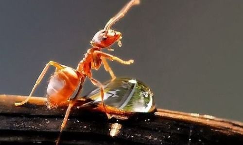 蚂蚁有什么特点 