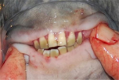 长着人类牙齿,拥有人类面孔的鱼你见过吗 人投胎投错了