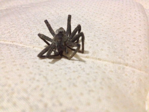 这个蜘蛛有毒吗 刚手指被咬了一下 手和手臂有点麻 ,手指像被针扎了一样 