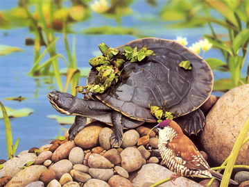 火焰龟和圆澳龟哪个好？
