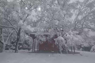一下雪,南京就美成了金陵 