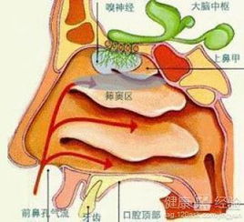 肥厚性鼻炎手术前注意什么