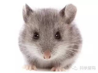 科学家合成使老鼠强烈恐惧的 恐怖气味