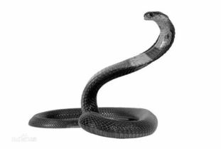 脖子上带一圈白色的蛇是毒蛇吗 