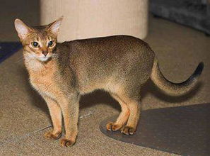 世界上血统最高贵的猫 波斯猫稳排第一
