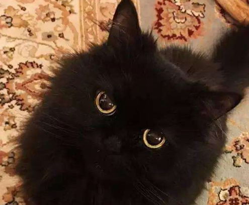 黑不溜秋的小黑猫简直就是黑煤球成精了,黑夜中想找到它们真难