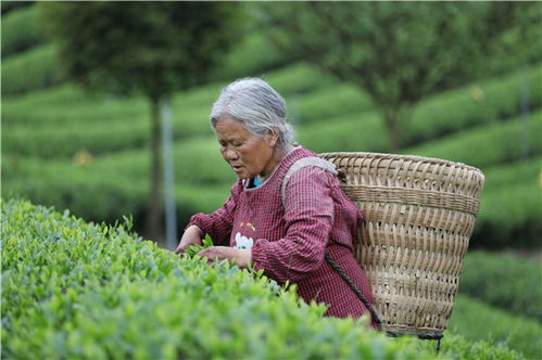 茶海中掀起的 致富浪