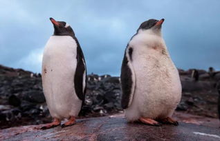 摄影师南极深海拍摄企鹅震撼下潜觅食 