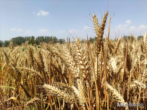 新疆高产、优质小麦双破单产纪录
