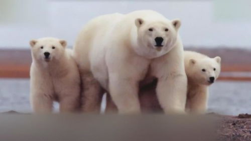 有个很严肃的问题 得让北极熊给特朗普上一课 