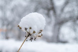 冬晴无雪，岁月静好，冬晴无雪的意思是什么