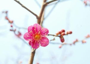 红梅盆景怎么养 怎么修剪 什么时候开花
