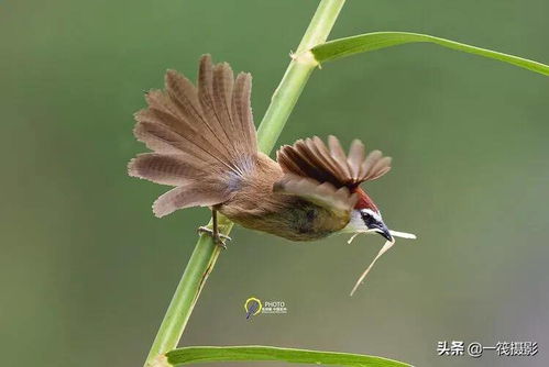 杭州翁剑敏2020年部分鸟类及野生动物摄影作品欣赏