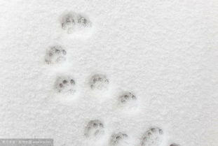 雪地里动物的脚印画 信息图文欣赏 信息村 K0w0m Com