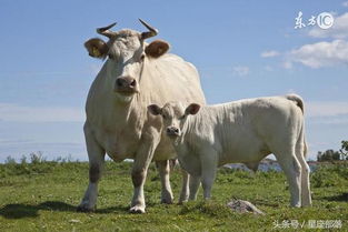 未来35天里,运势开始上扬,意外收获颇多的生肖牛