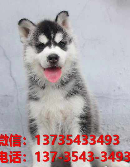 南京宠物狗狗犬舍出售纯种哈士奇犬幼犬卖狗买狗地方哪有狗市场