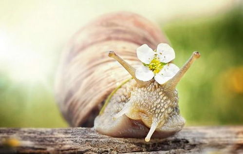 摄影欣赏 Gabi Stickler 美丽的蜗牛创意摄影 