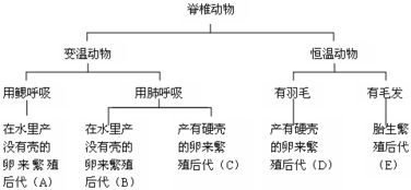 有无脊椎动物表格素材 学习库