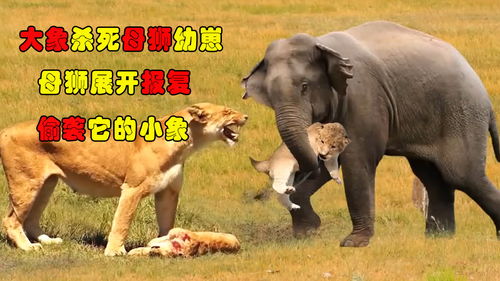 大象偷袭小狮子,母狮发现后疯狂 复仇 ,狩猎杀害小象 