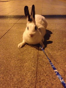 北京兔子领养 