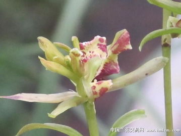 秋芝新品树型奇蝶花正式命名