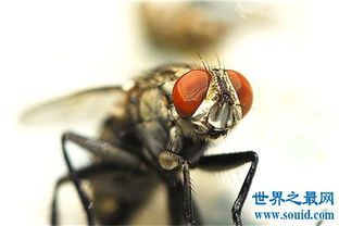 苍蝇的寿命是多长 灭苍蝇最有效的方法 