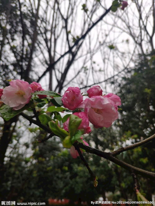 海棠花图片 