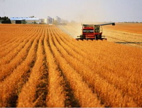 大豆亩产量大概是多少公斤,种一亩黄豆一年有多少斤