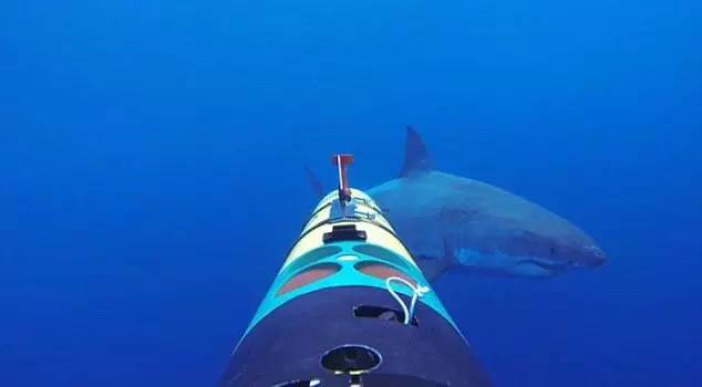 水下相机实拍鲨鱼发动攻击的骇人过程