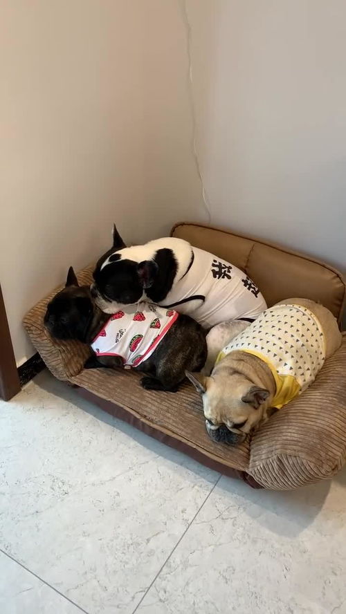3只胖狗狗在一个小沙发上睡,不觉得挤吗 