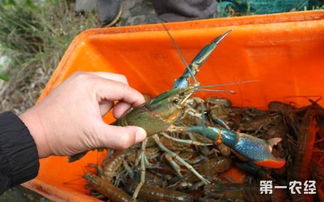 澳洲龙虾养殖 澳洲龙虾怎么养殖