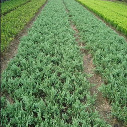 地柏盆景的养殖方法和注意事项,叉子圆柏马铺地柏哪个适合盆栽？